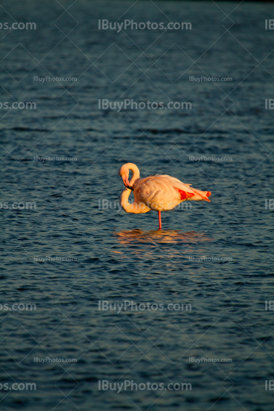 Pink flamingo in pond in Camargue in South of France