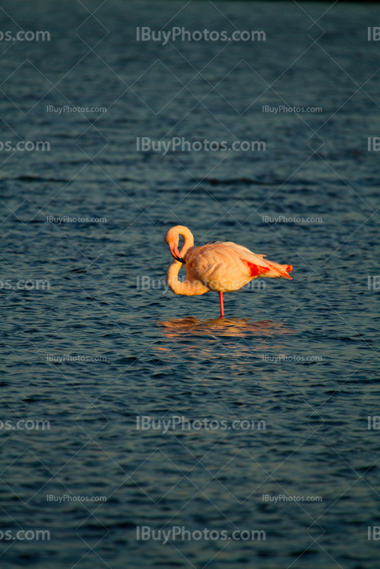 Flamant rose dans étang en Camargue dans le Sud de la France