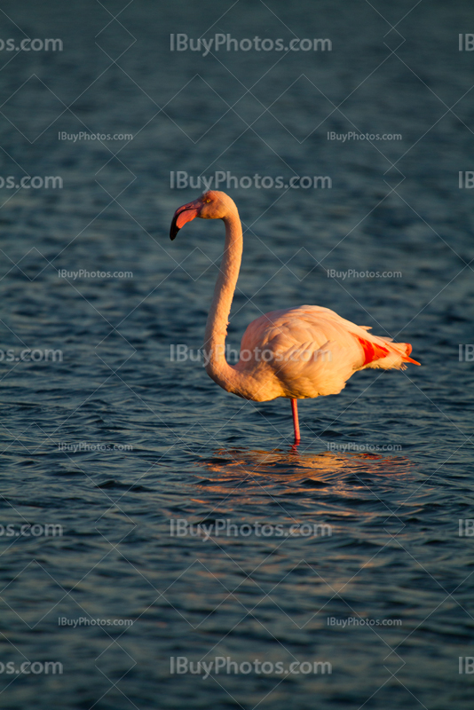 Flamant rose sur une patte dans l'eau