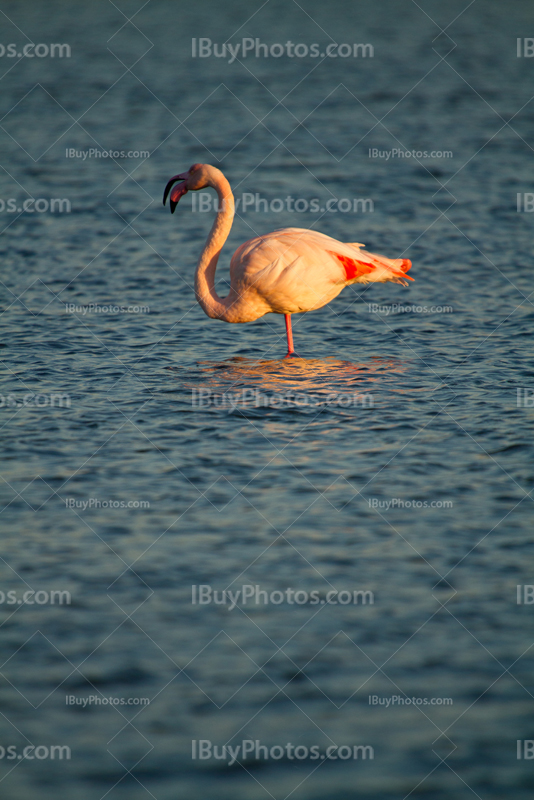 Pink flamingo opening beak while standing in water