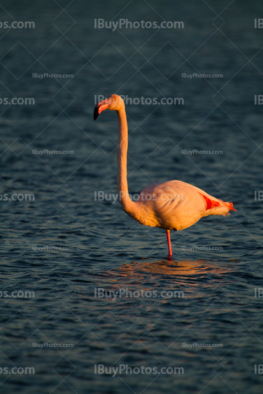 Flamant rose lève la tête et regarde debout dans étang