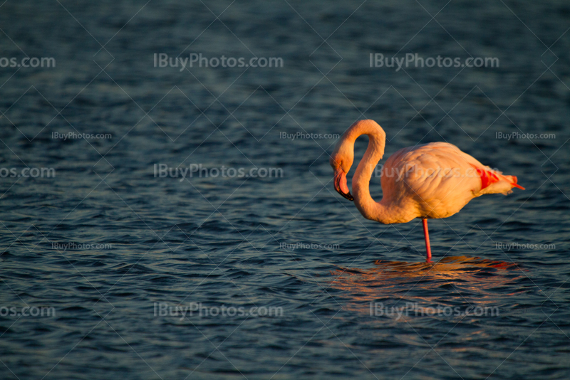 South of France flamingo in pond
