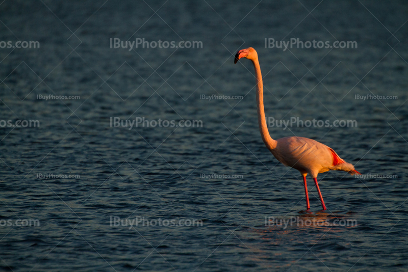 Pink flamingo with long neck standing in water
