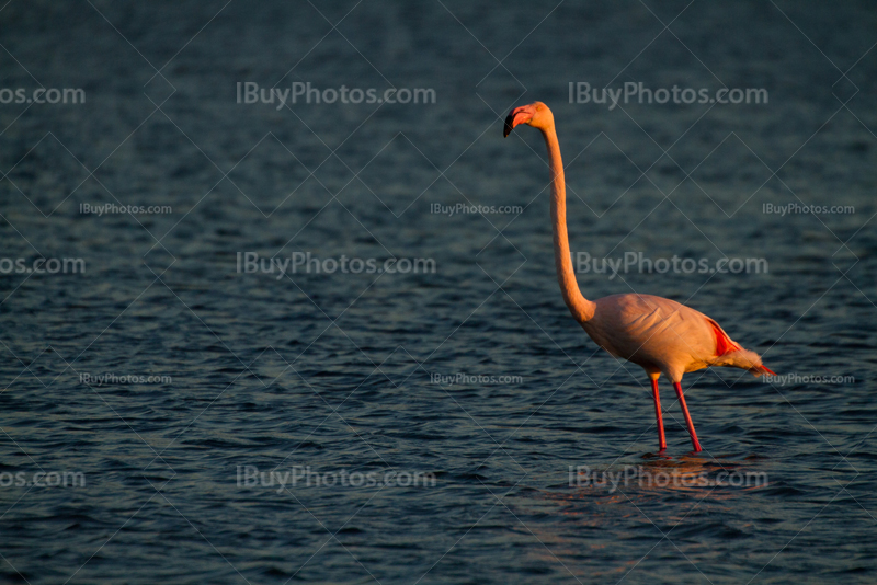 Flamant rose avec long cou debout dans eau