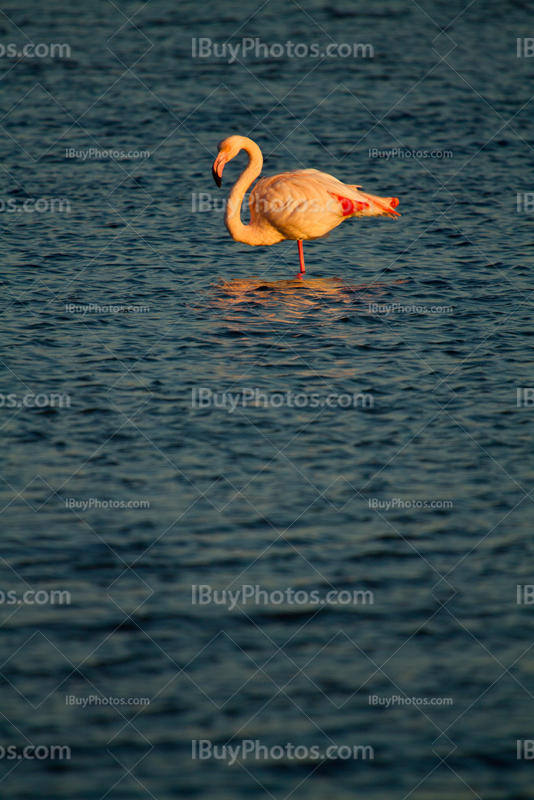 Pink flamingo in Camargue at sunset with water reflection
