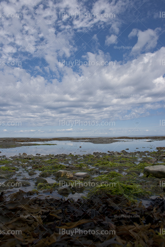 Bord du golf du Saint Laurent avec des algues sur rochers