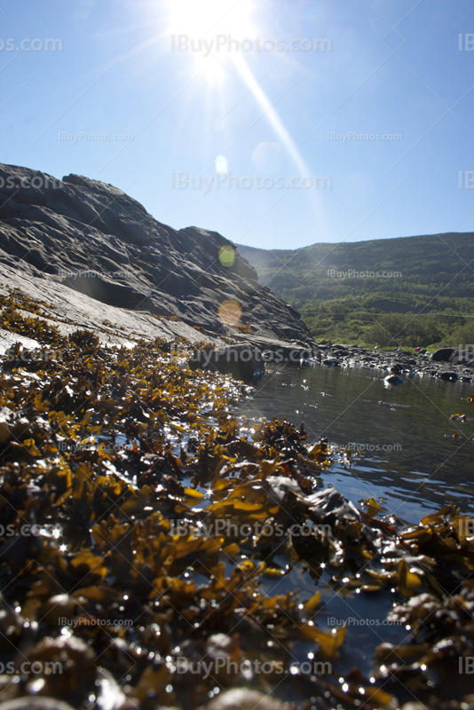 Rayon de soleil sur algues sur rochers dans fleuve du Saint Laurent
