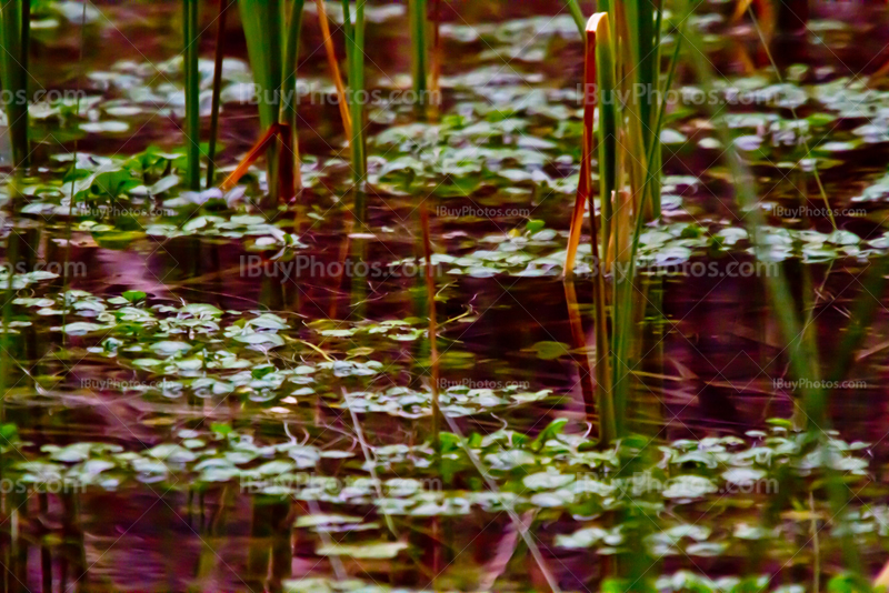 Reflets de roseaux dans eau d'un lac