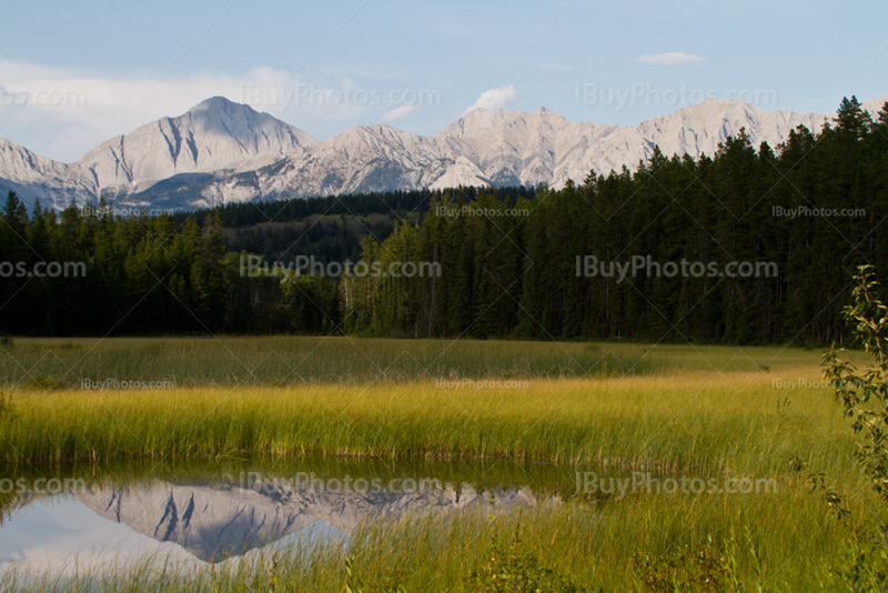 Mount Colin reflection in pond in Jasper National Park, Alberta