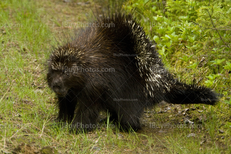 Porcupine bristling stiff guard hairs