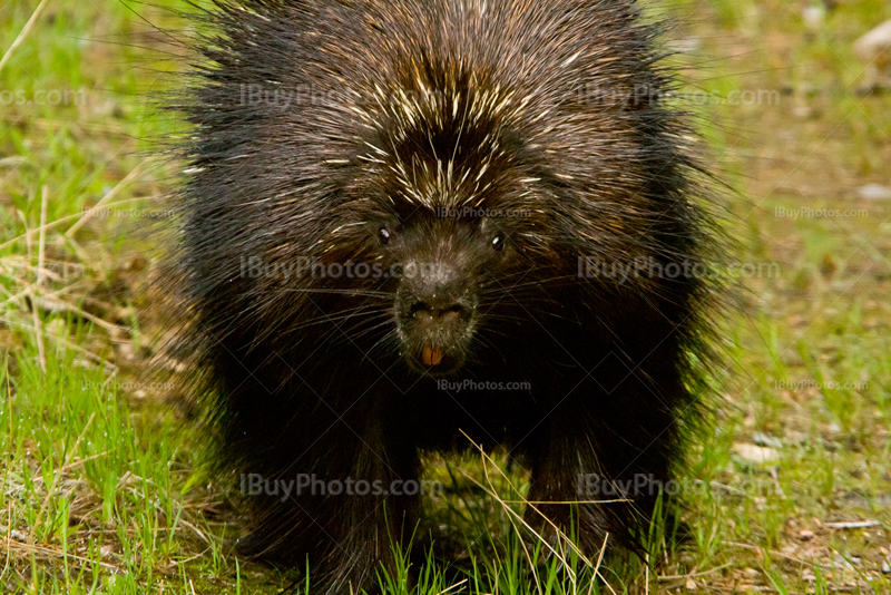 Porcupine facing camera in forest