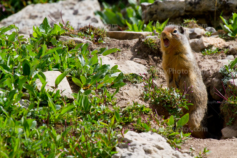 Prairie dog standing and screaming in front of his burrow