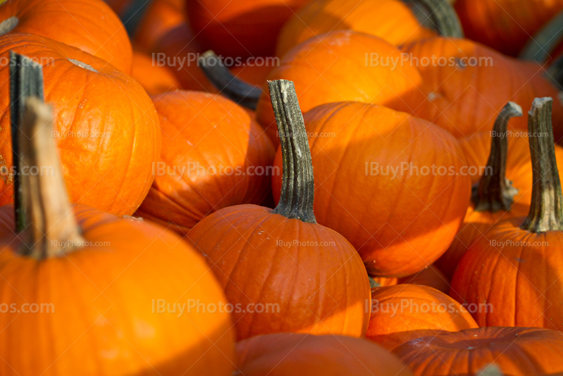 Pumpkins for Halloween vegetables