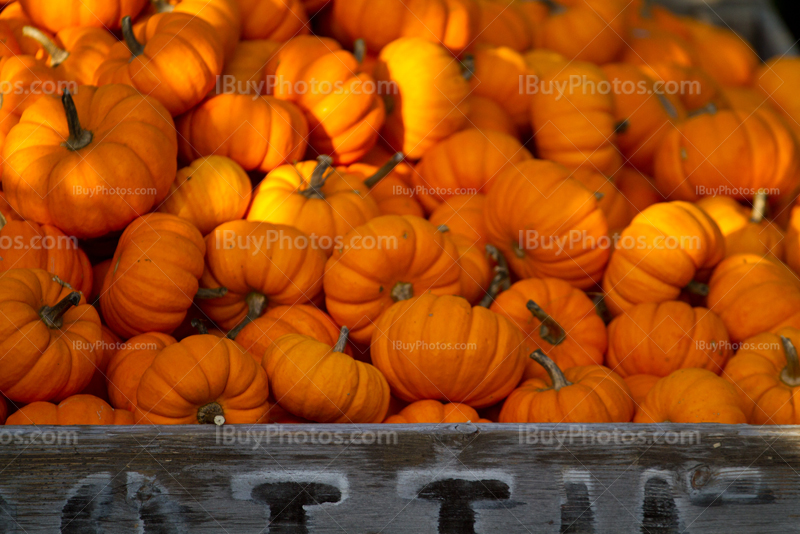 Halloween pumpkins in crate