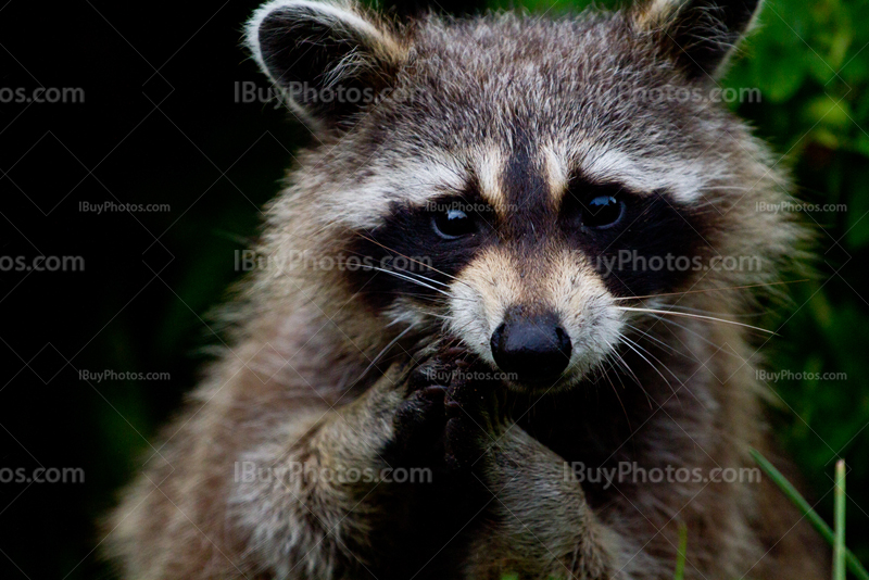 Cute raccoon holding hands together like human