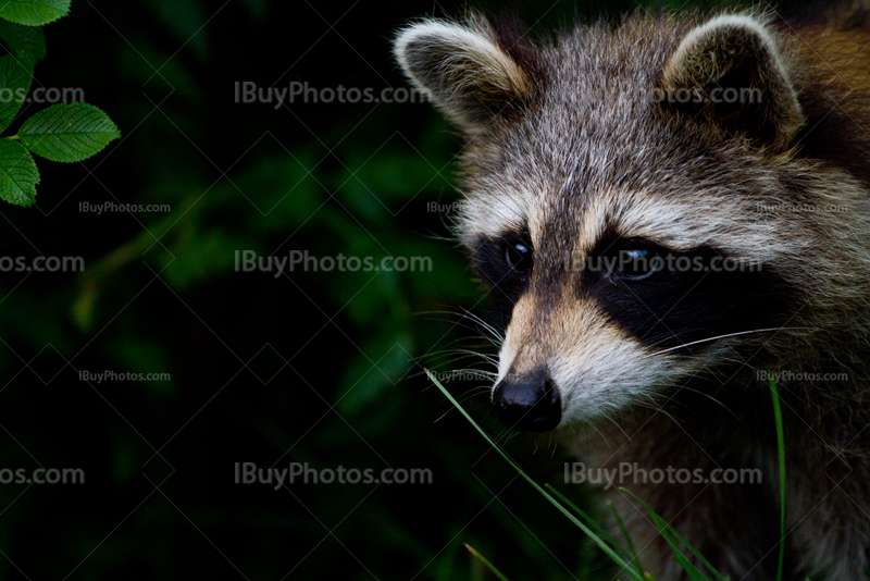 Raccoon portrait on blurry leaves background