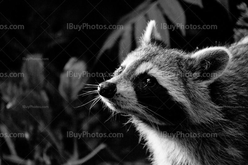 Portrait noir et blanc de raton laveur