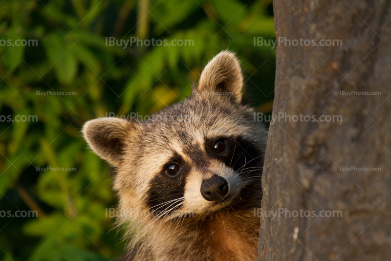 Raccoon showing up, head appearing from behind rock