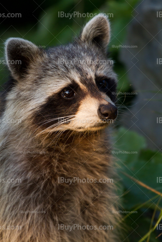 Raccoon portrait with sunlight on face at sunset