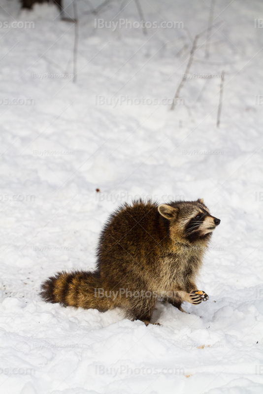 Raccoon in snow in Winter on Mount Royal