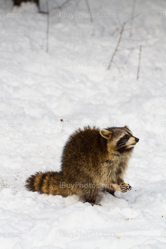 Raton laveur dans neige sur le Mont Royal en hiver