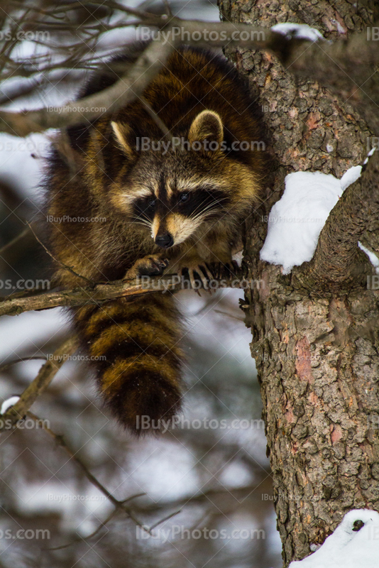 Raccoon sitting on branch with snow on tree in Winter