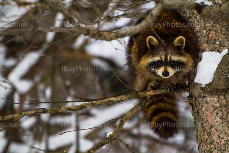 Raccoon on branch with snow in Winter