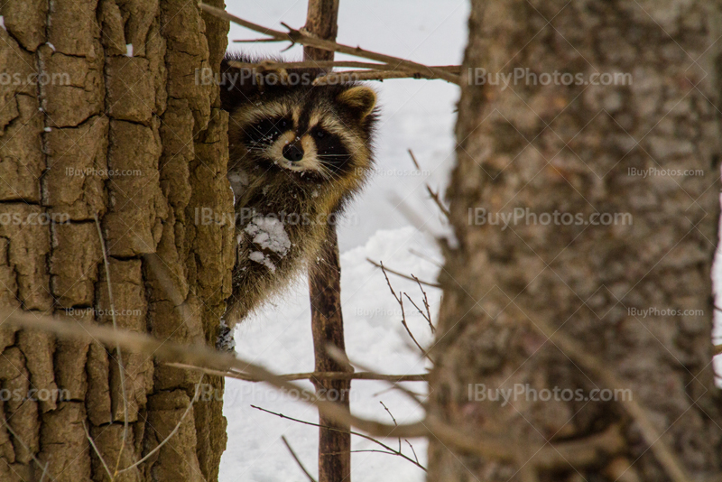 Raccoon hiding behing tree in Winter