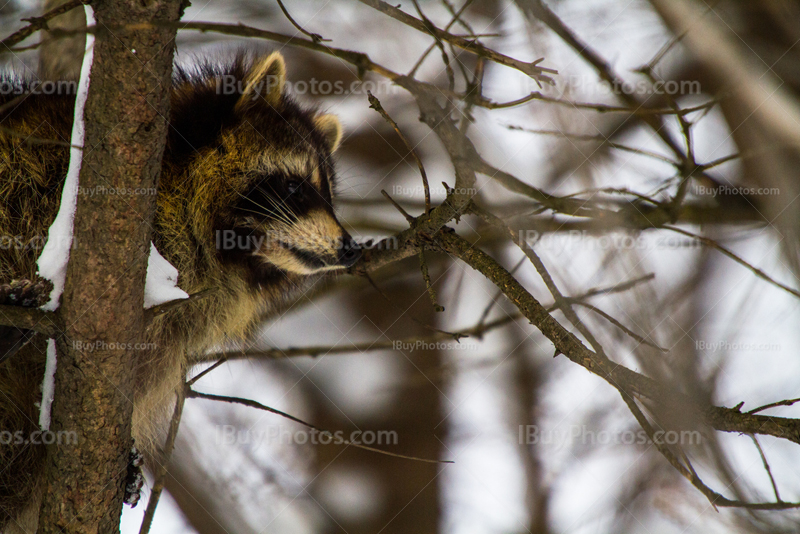 Raton laveur de profil dans branches d'arbre en hiver