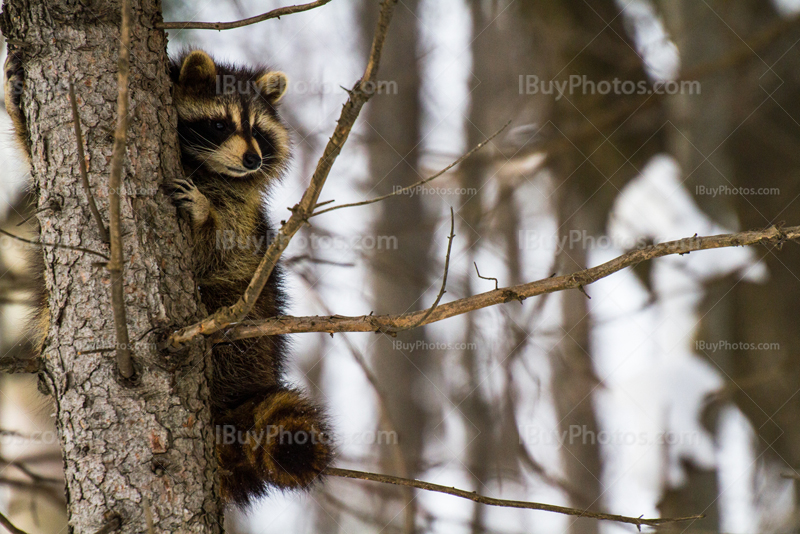 Raccoon hugging tree and climbing on trunk