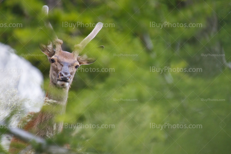 Red deer 003