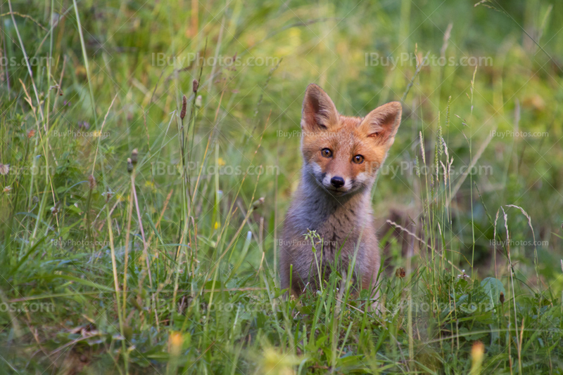 Red fox cub 001