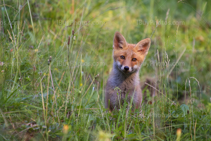 Photo Bebe Petit Renard 001 Ibuyphotos