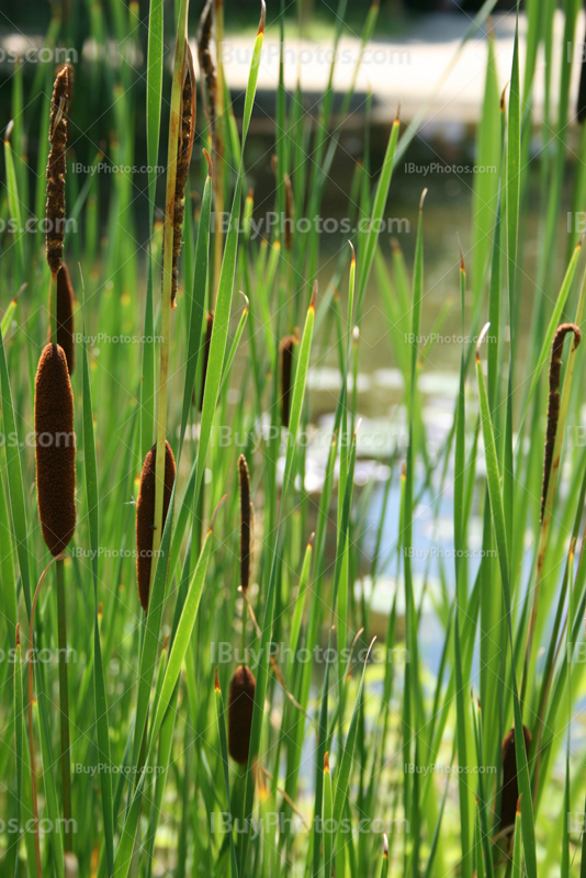 Reeds stalks in swamp, Bulrush, Reedmace