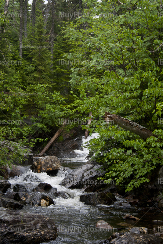 Rivière dans forêt avec arbres et rochers