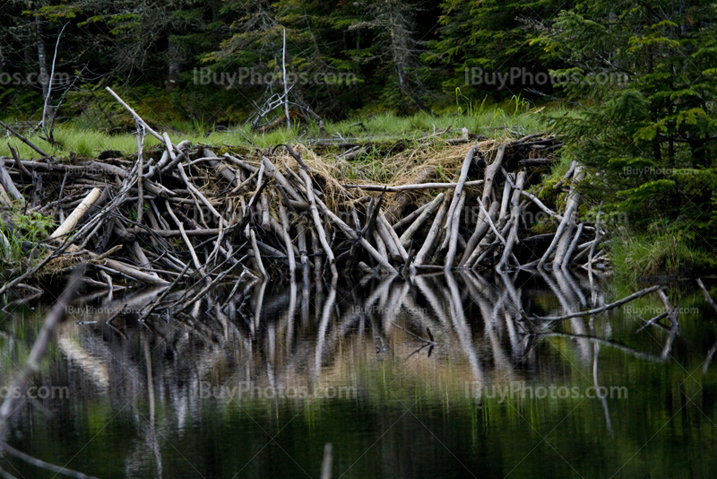 Beaver dam on river