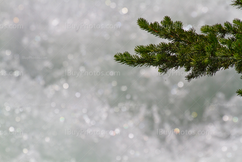 Branche de sapin au dessus du torrent d'une rivière