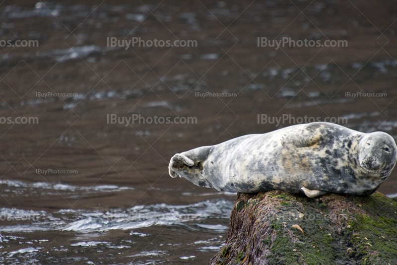 Seal laying on rock in the sea