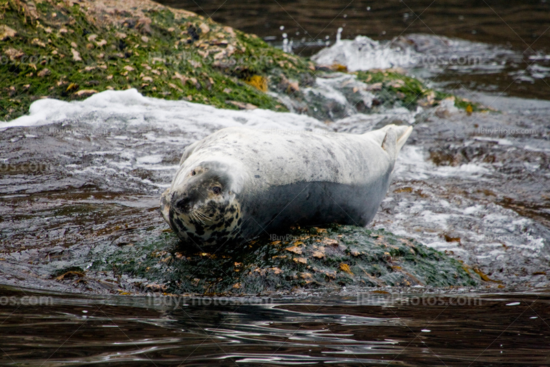 Grey seal on rocks with waves on Bonaventure Island