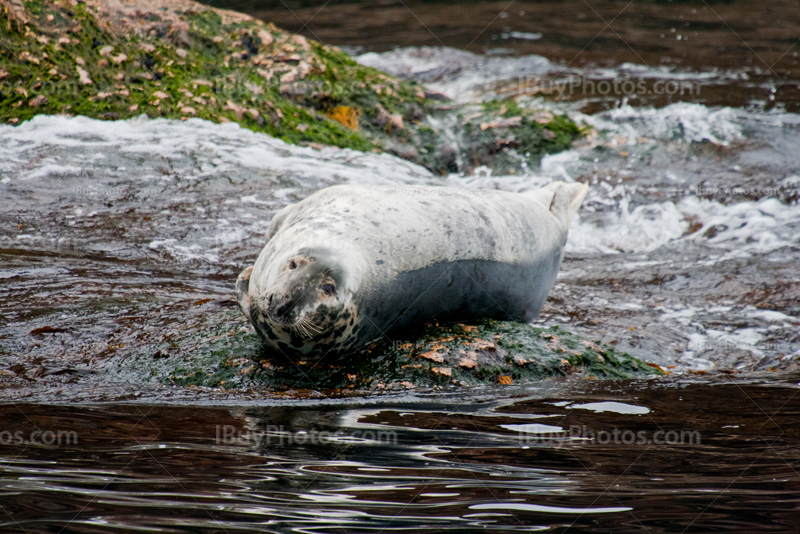 Seal laying on rock near Bonaventure Island