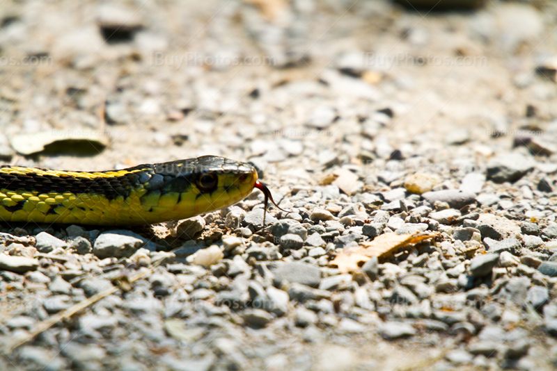 Garter snake crawling and sticking forked tongue out, Thamnophis Sirtalis