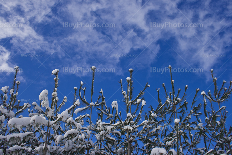 Sapin couvert de neige en hiver avec ciel nuageux
