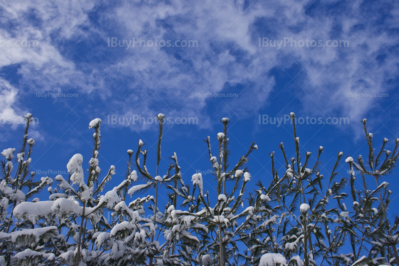 Snow-capped trees with sky and clouds in winter