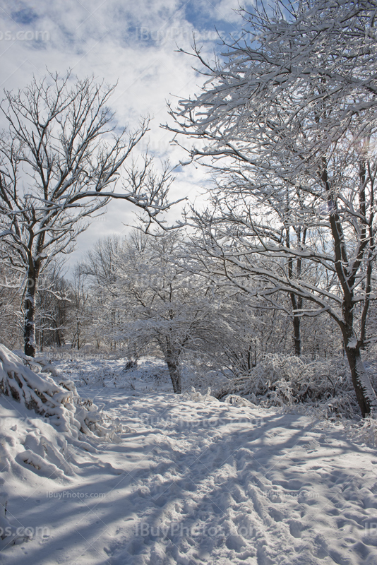 Ombre des arbres sur neige avec ciel nuageux