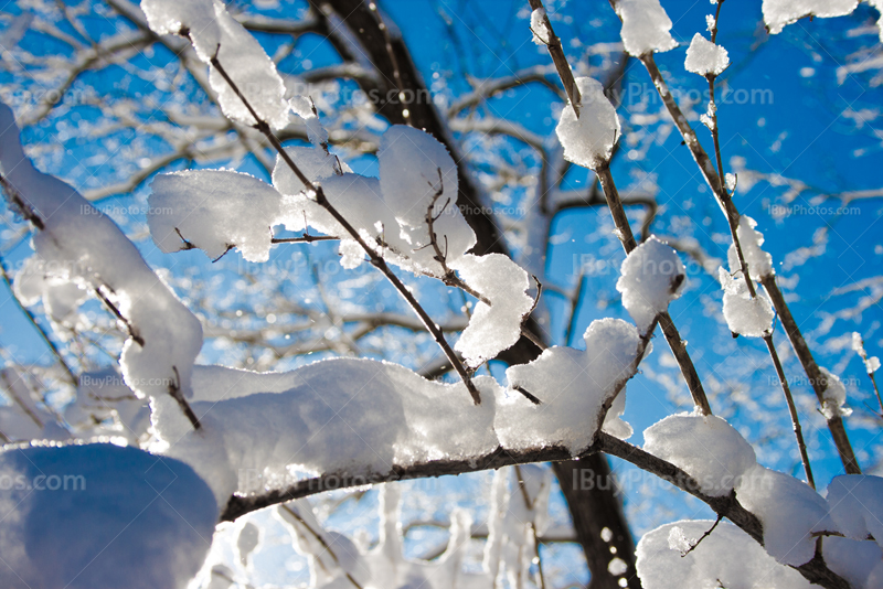 Snow covering branches with sunlight and blue sky