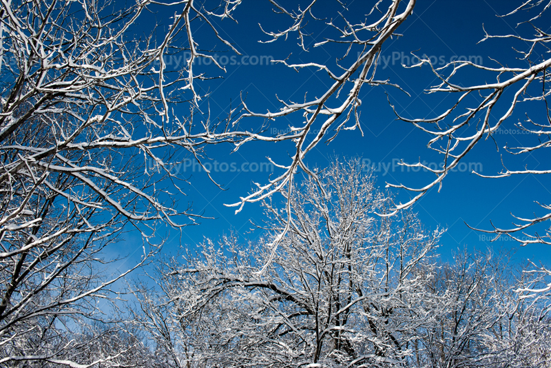 Snow covered trees beneath blue sky