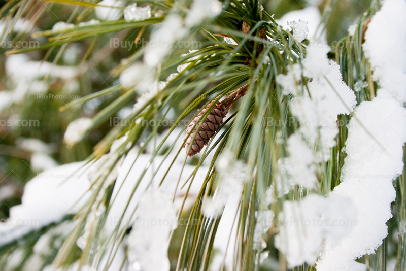 Aiguilles de pin sous la neige avec pomme de pin