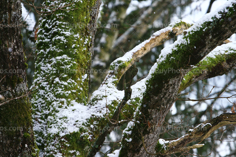 Snow and moss covering tree trunk and branches