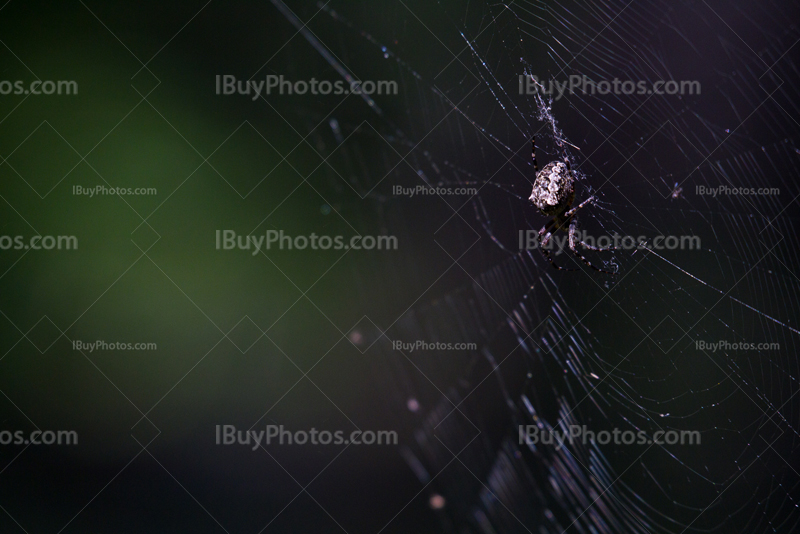 Spider on spider web