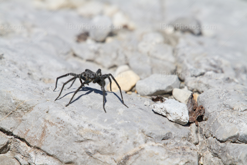 Black spider on rock in Rocky Mountains
